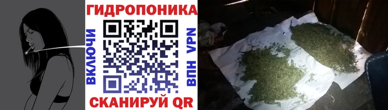 Марихуана гибрид  Тайга 